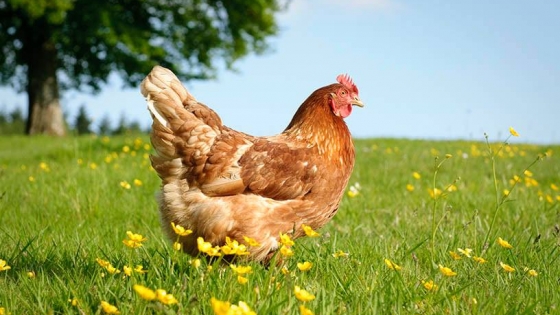 Foto van een kip in een grasveld.