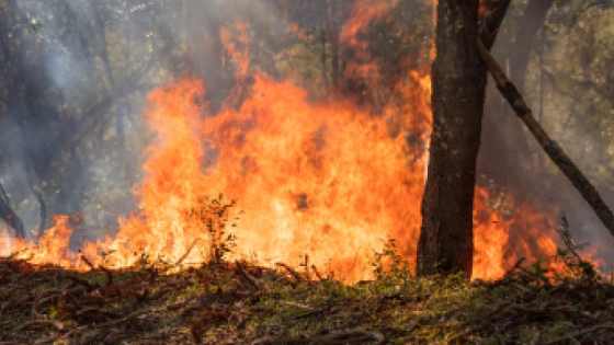 Foto van een brand in een bos